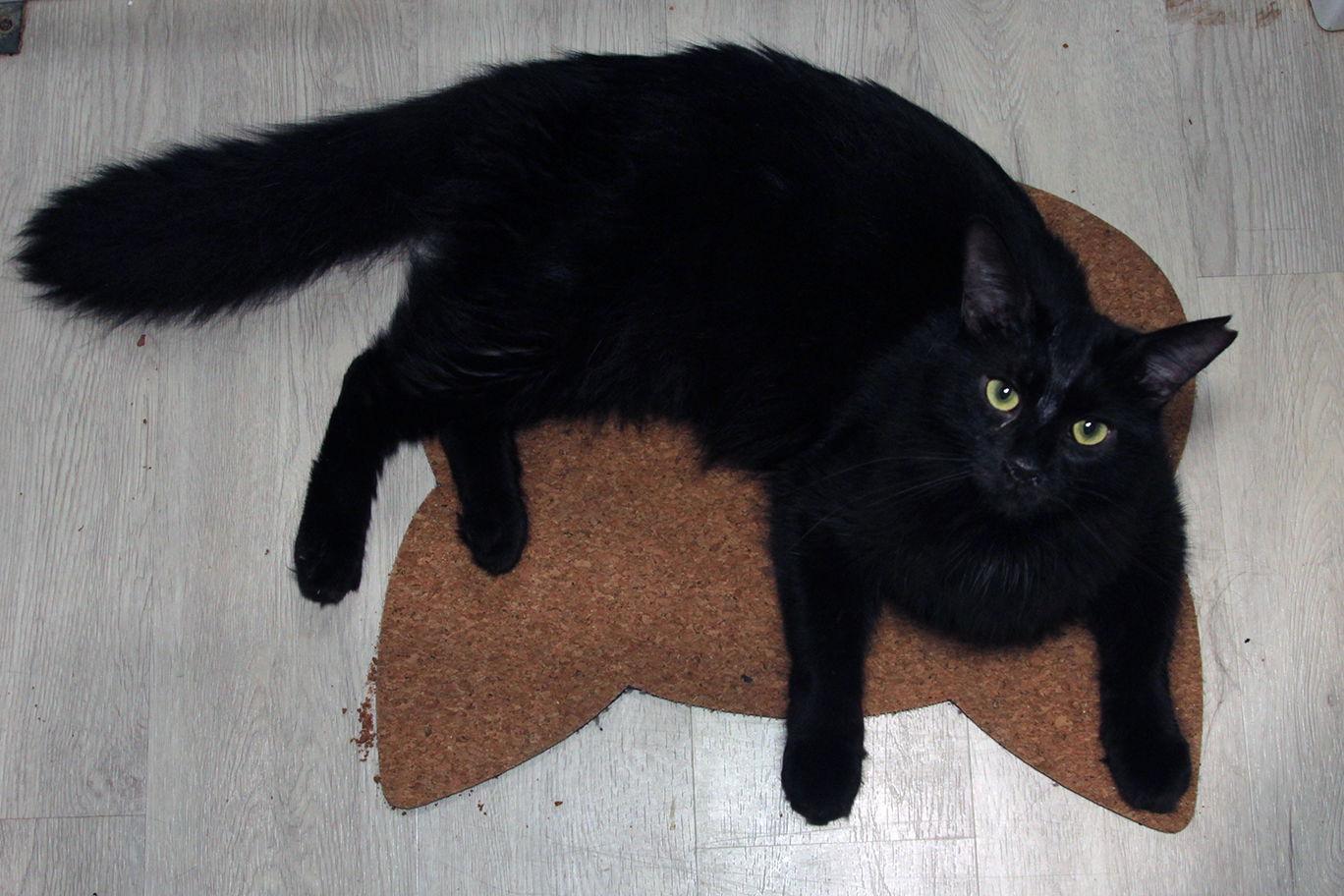 Feral Terry, Adoptable, Adult Male Turkish Angora.