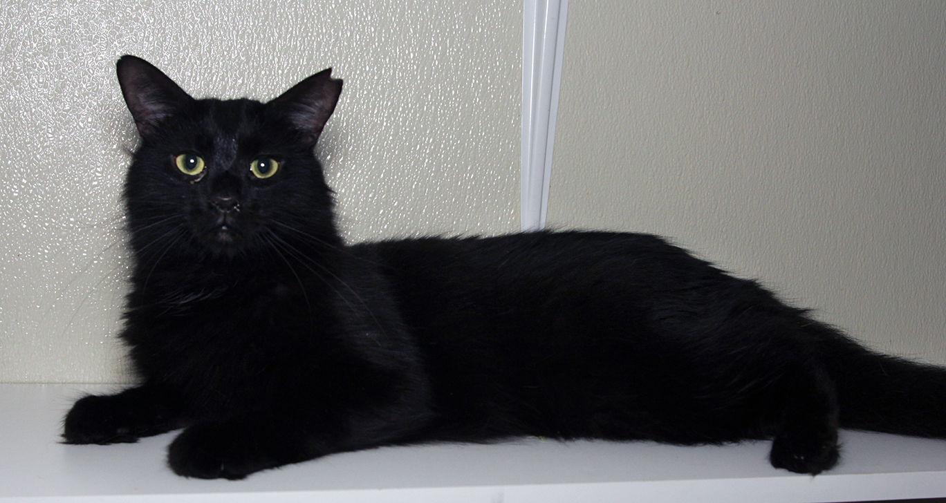 Enlarge Feral Terry, a Adoptable Turkish Angora in Oakland Park, FL image 2/2