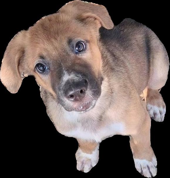 Sage, Adopted, Puppy Female Saint Bernard.
