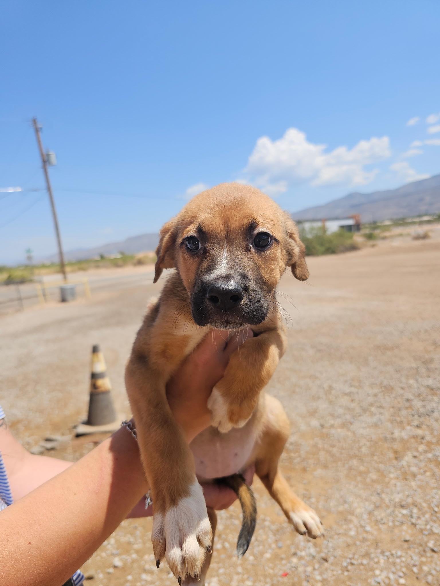 Enlarge Sage, a Adopted mixed breed in Magnolia, TX image 2/2