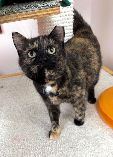 Enlarge Susie, a ADOPTABLE Domestic Short Hair in Medina, OH image 1/1