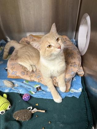 Scotch, Adoptable, Adult Male Domestic Short Hair & Domestic Short Hair.