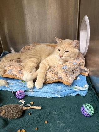 Enlarge Scotch, a Adoptable mixed breed in Shawano, WI image 2/3