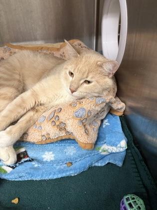 Enlarge Scotch, a Adoptable mixed breed in Shawano, WI image 3/3