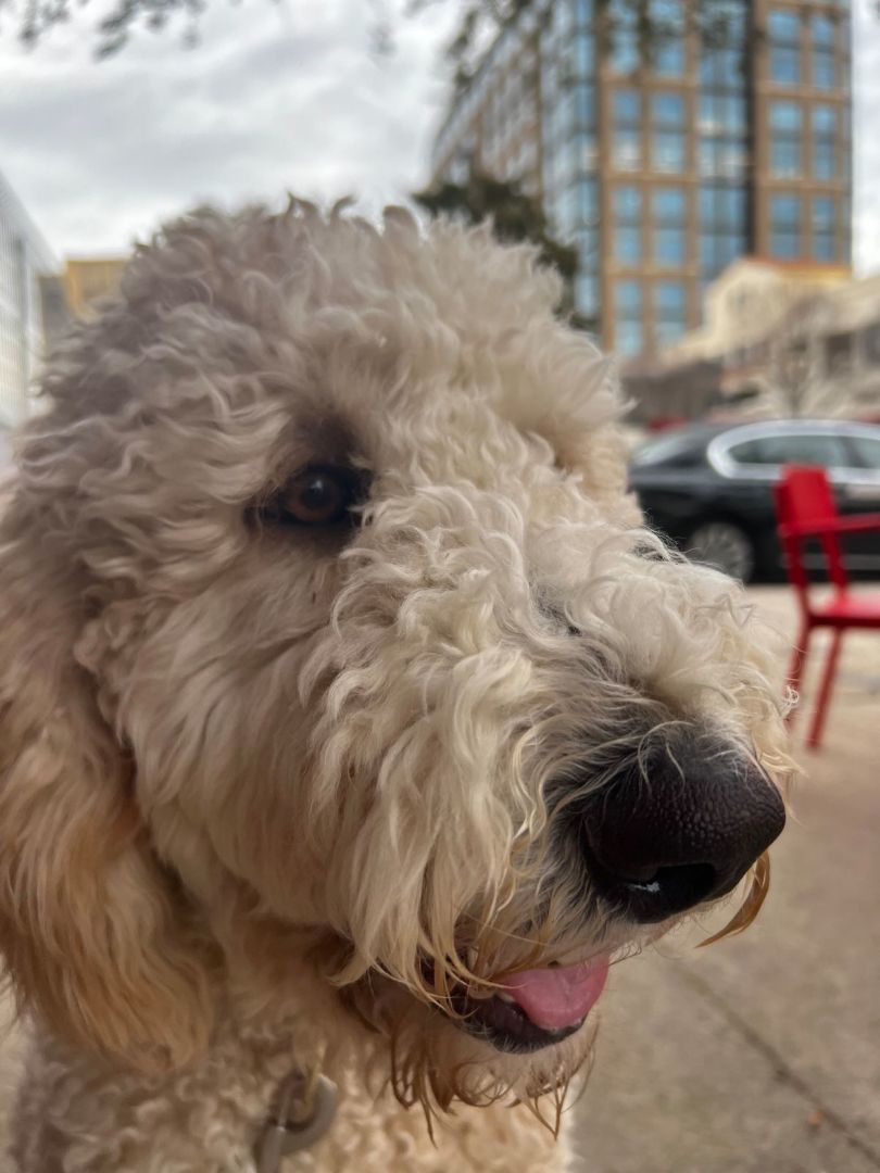 Carmela, Adopted, Young Female Standard Poodle & Saint Bernard.