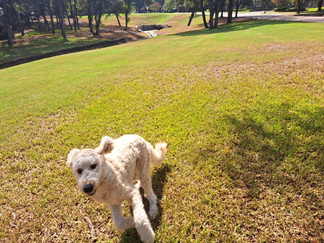 Enlarge Carmela, a Adopted mixed breed in Frisco, TX image 2/5