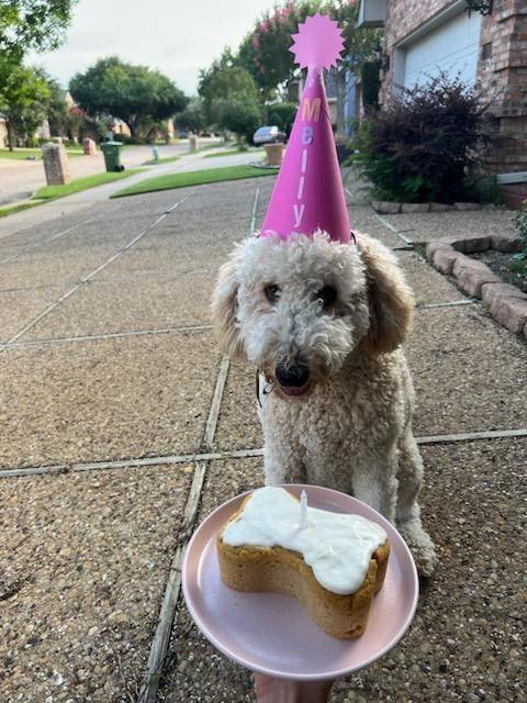 Enlarge Carmela, a Adopted mixed breed in Frisco, TX image 3/5