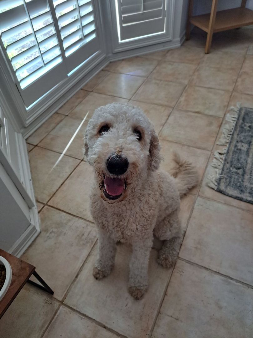 Enlarge Carmela, a Adopted mixed breed in Frisco, TX image 4/5