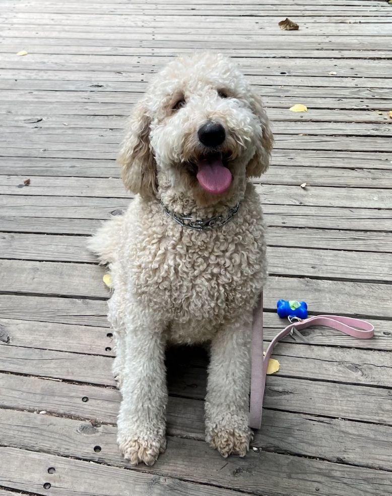 Enlarge Carmela, a Adopted mixed breed in Frisco, TX image 5/5