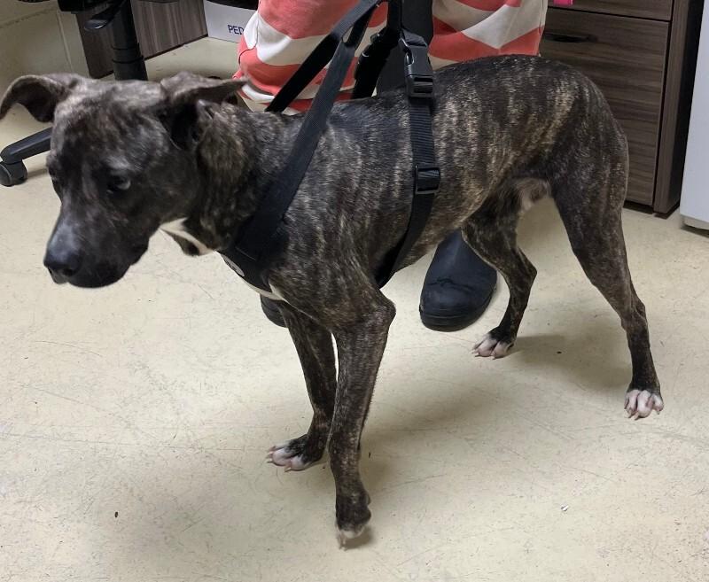 SYCLLA 2/4/2026, Adoptable, Adult Female Pit Bull Terrier.