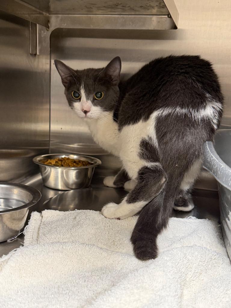 Won Ton, Adoptable, Young Female Domestic Short Hair.