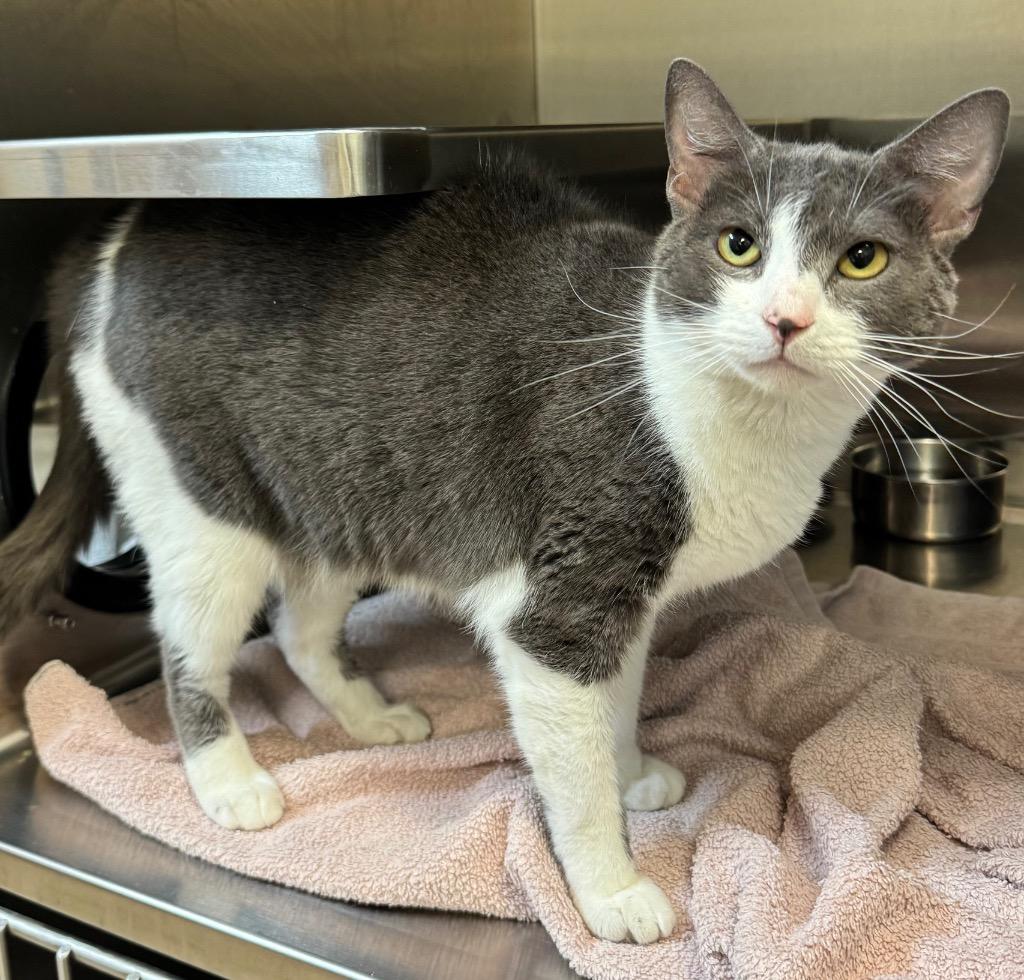 Enlarge Won Ton, a Adoptable mixed breed in Great Bend, KS image 2/2