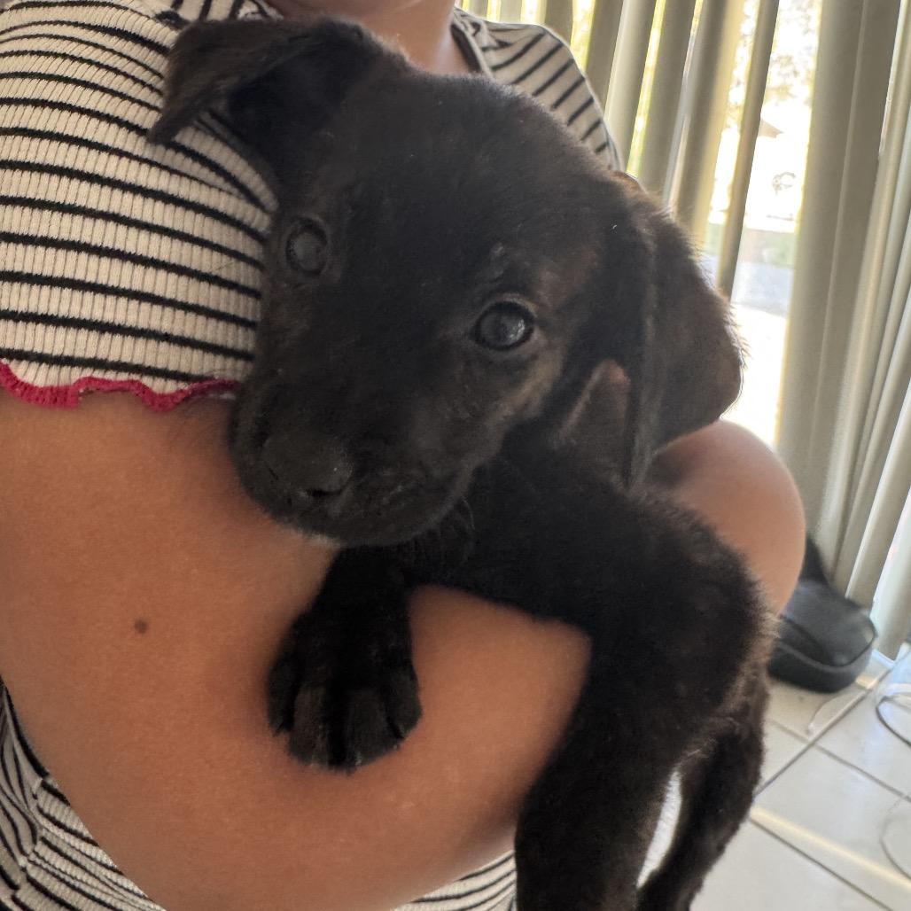 Corso Retriever 7, Adoptable, Puppy Female Cane Corso & Golden Retriever.