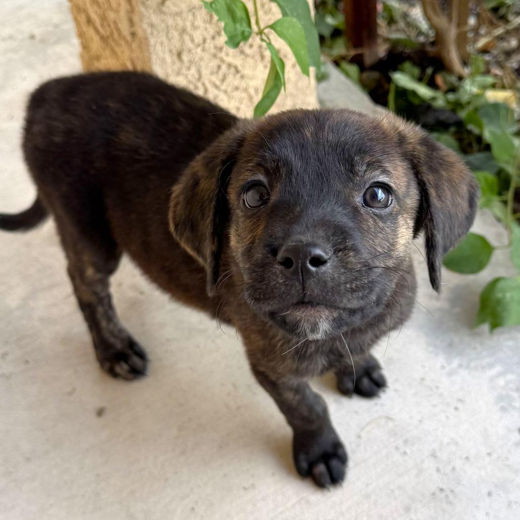 Enlarge Corso Retriever 7, a Adoptable mixed breed in Las Vegas, NV image 2/2