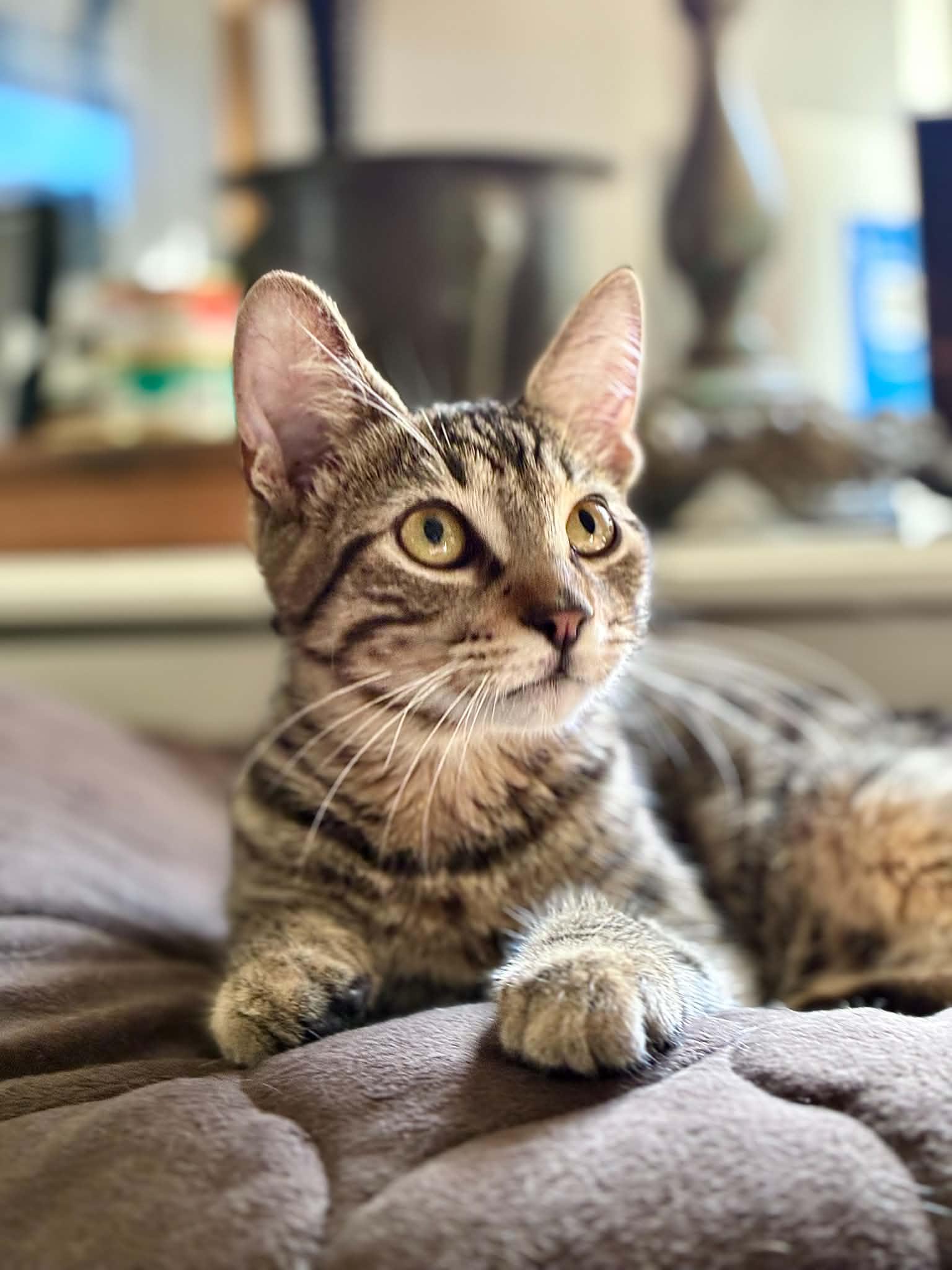Enlarge Sparrow, a Adoptable Tabby in Gulfport, MS image 4/6