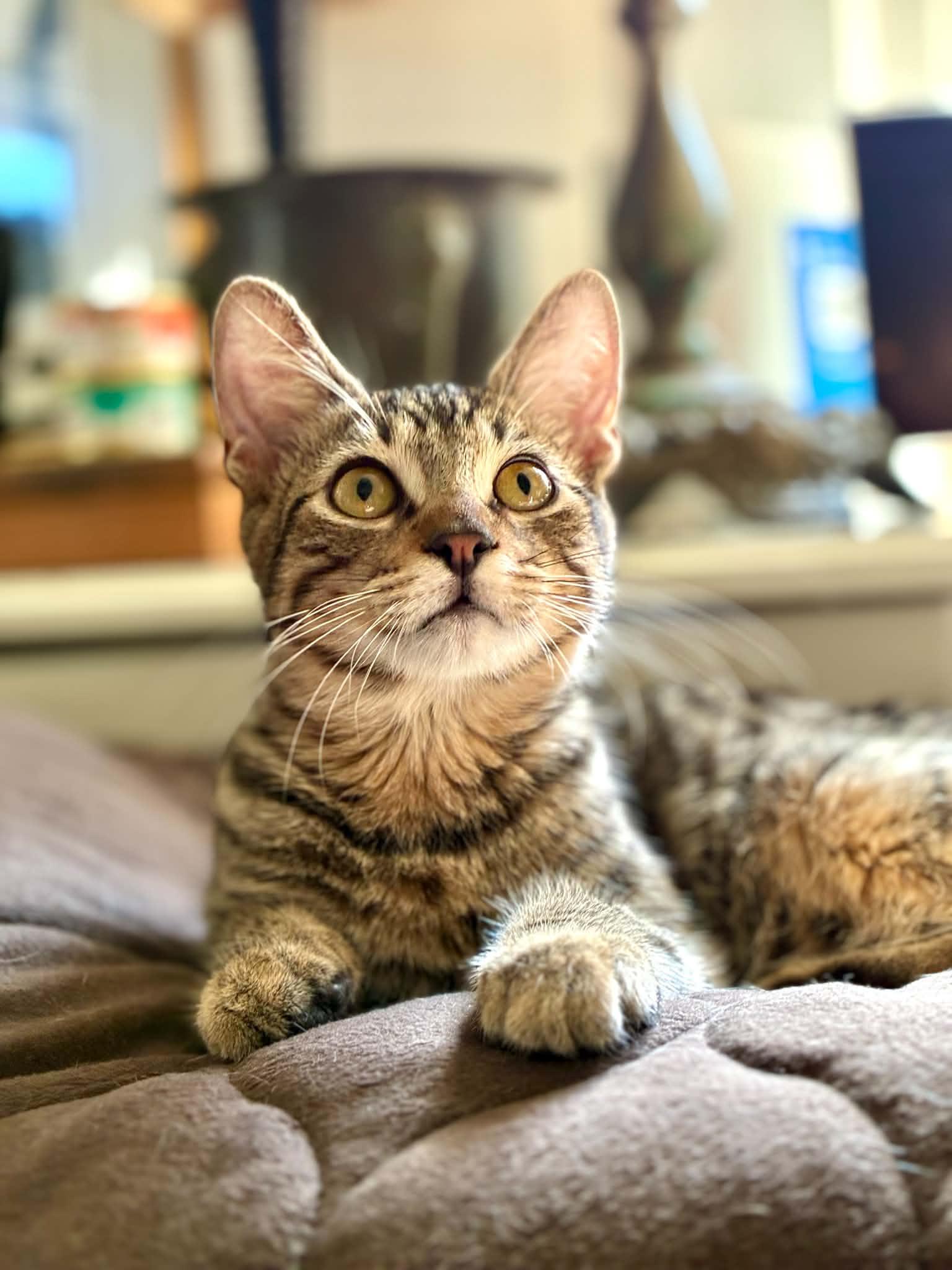 Enlarge Sparrow, a Adoptable Tabby in Gulfport, MS image 6/6
