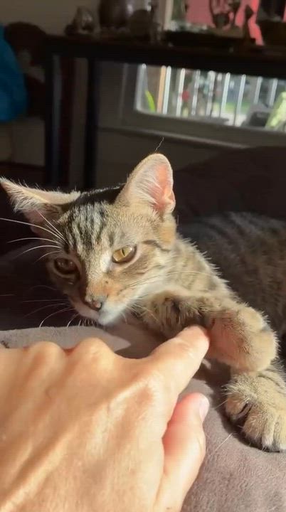 Enlarge Sparrow, a Adoptable Tabby in Gulfport, MS video 3/6
