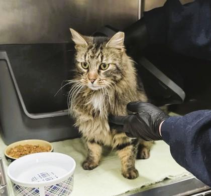 Tress — thumbnail 2