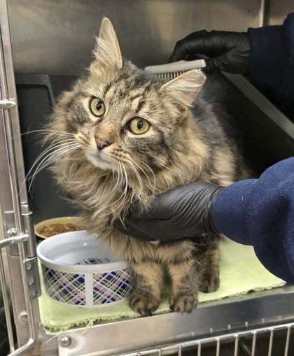 Tress — thumbnail 3