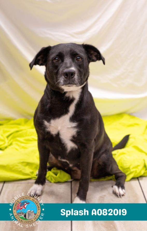 Enlarge SPLASH, a Adoptable mixed breed in Mobile, AL image 1/1