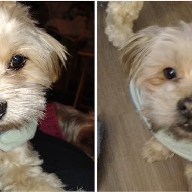 Biscuit and Buddy, Adoptable, Adult Male Shih Tzu & Maltese.