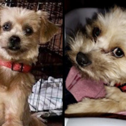 Biscuit and Buddy, Adoptable, Adult Male Shih Tzu & Maltese.