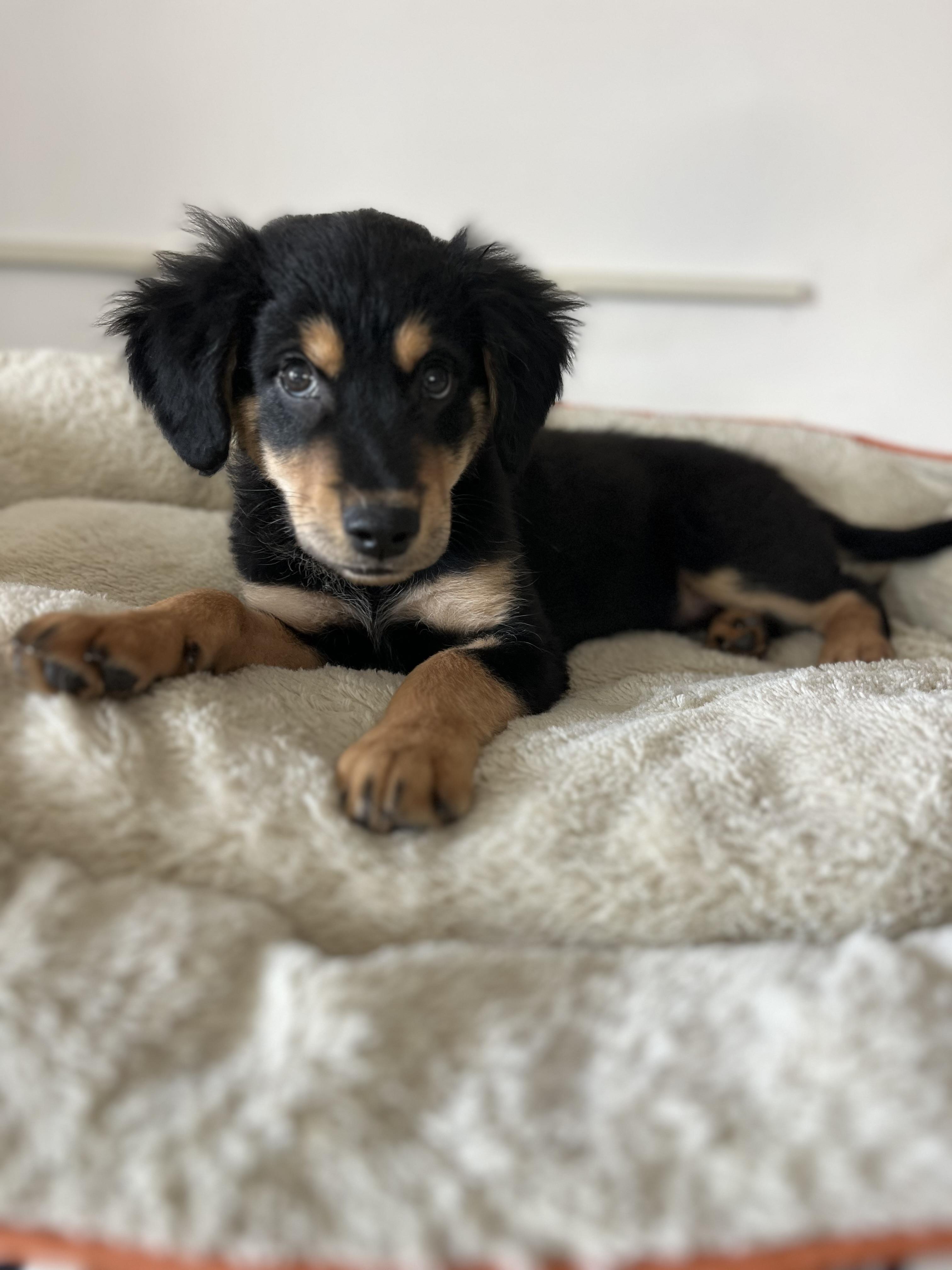 Rudy , adopted, Puppy Male Shepherd.