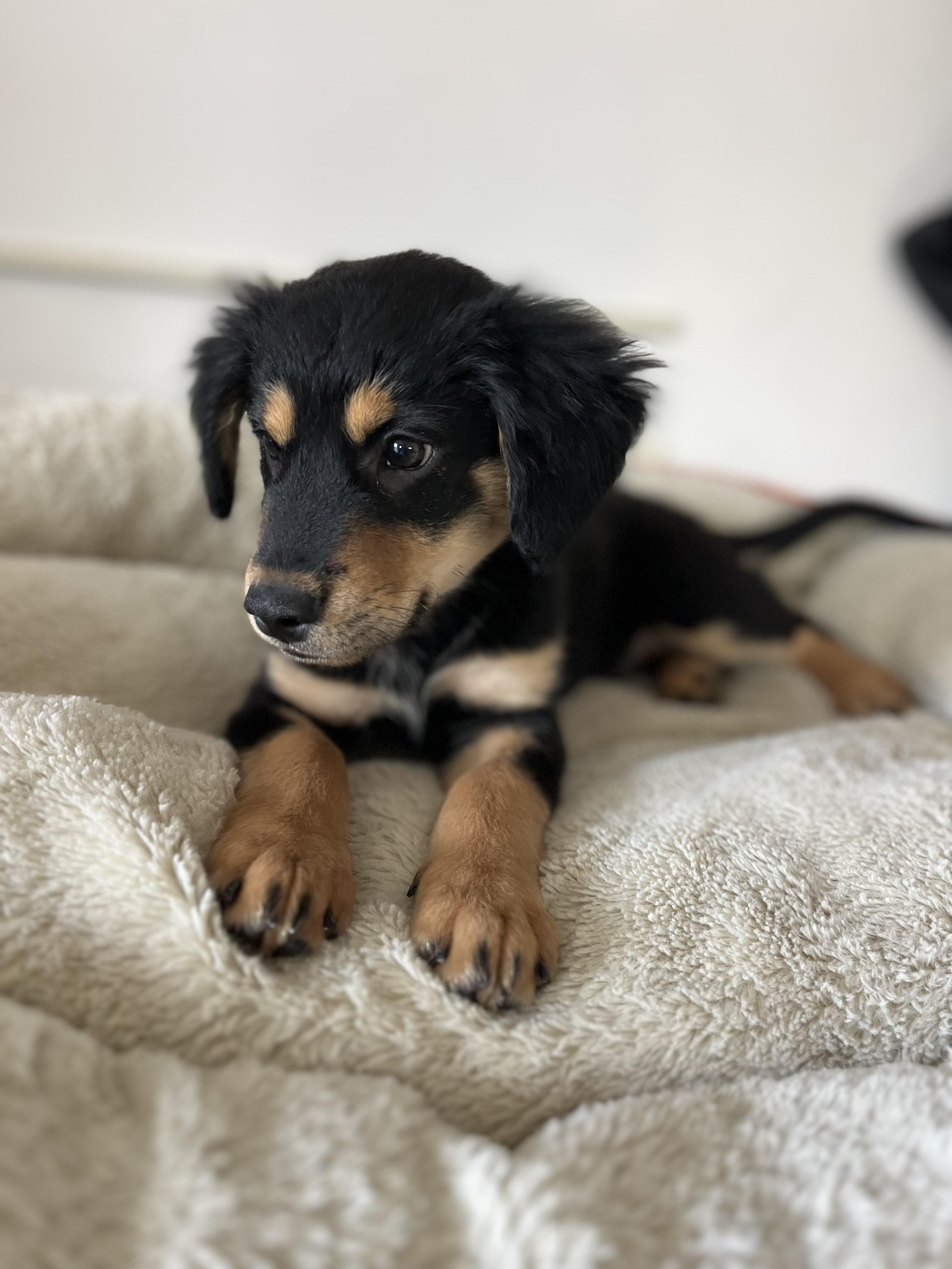 Enlarge Rudy , an adopted mixed breed in Poway, CA image 3/6