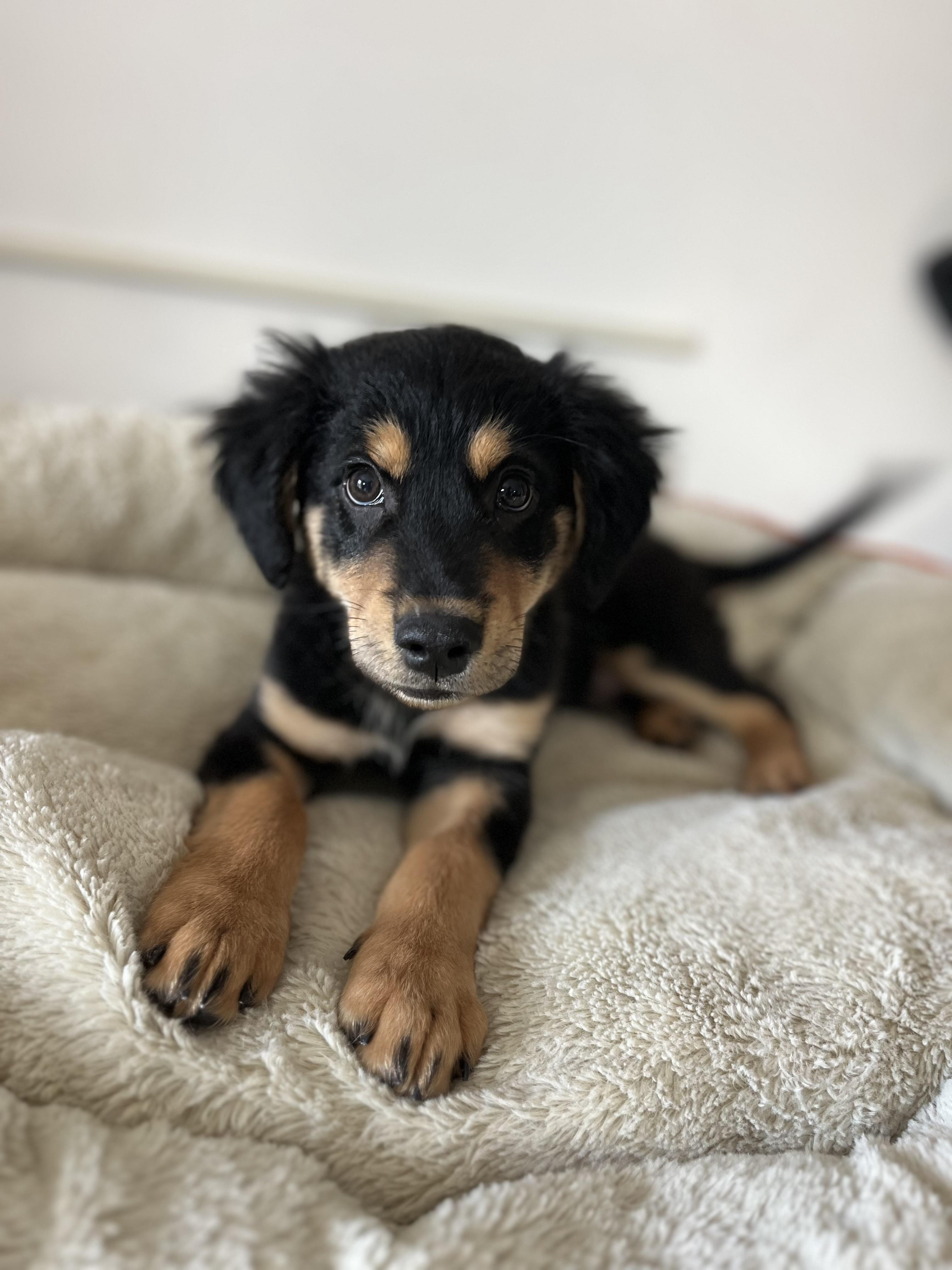 Enlarge Rudy , an adopted mixed breed in Poway, CA image 6/6