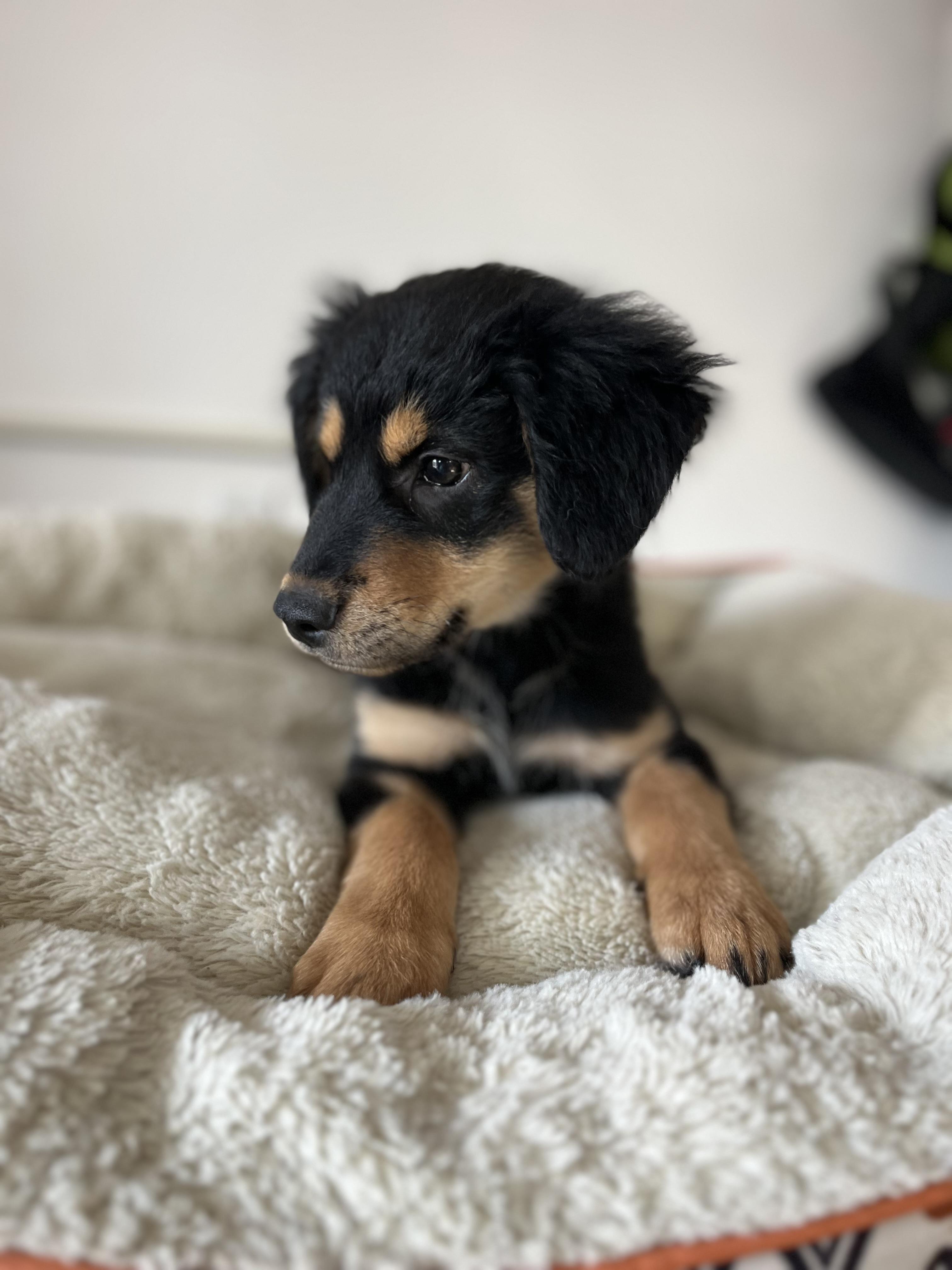 Enlarge Rudy , an adopted mixed breed in Poway, CA image 2/6