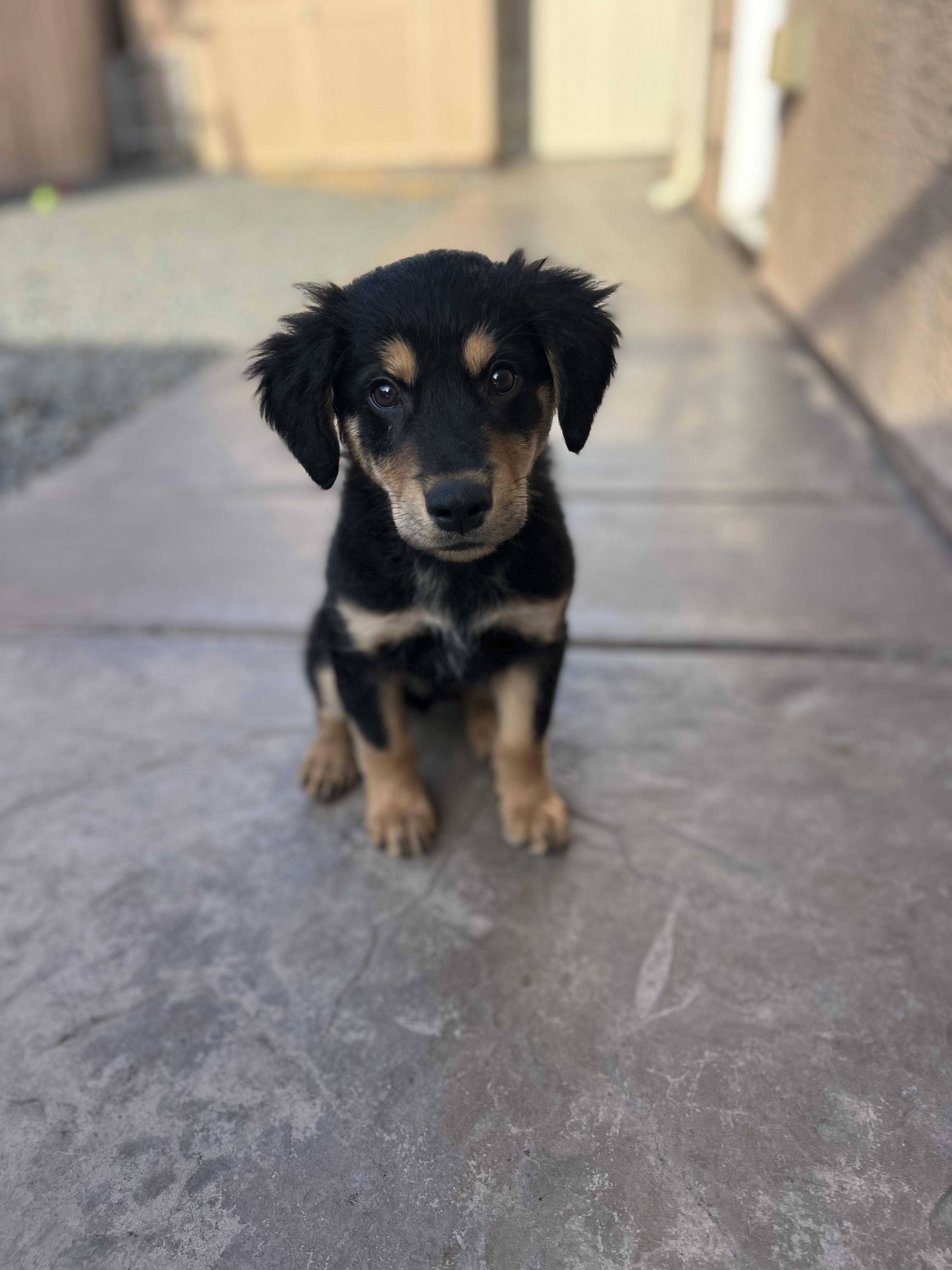 Enlarge Rudy , an adopted mixed breed in Poway, CA image 4/6