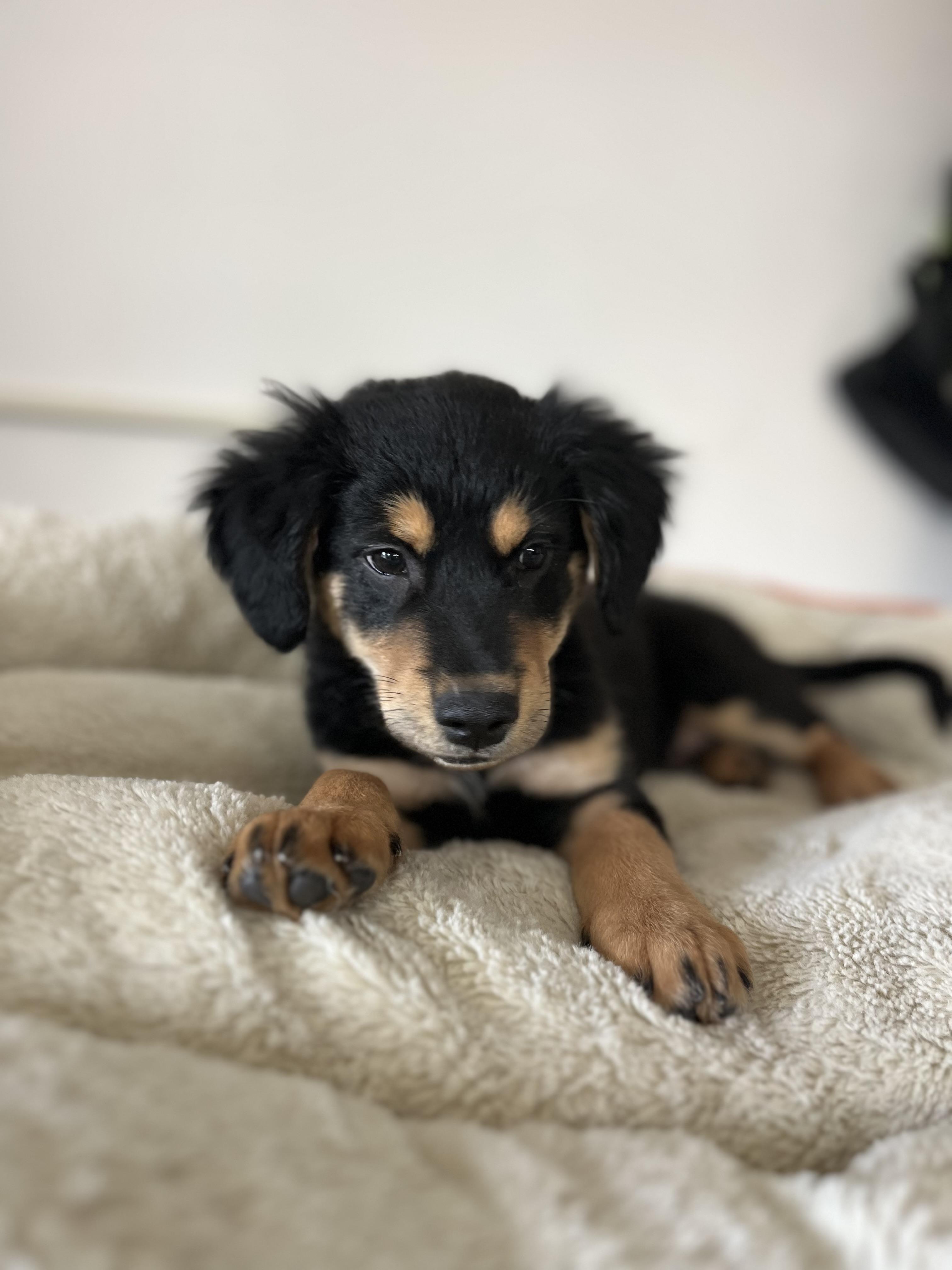 Enlarge Rudy , an adopted mixed breed in Poway, CA image 5/6