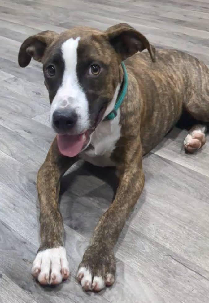 Enlarge Maple, a Adoptable Mixed Breed in Marshall, AR image 3/6