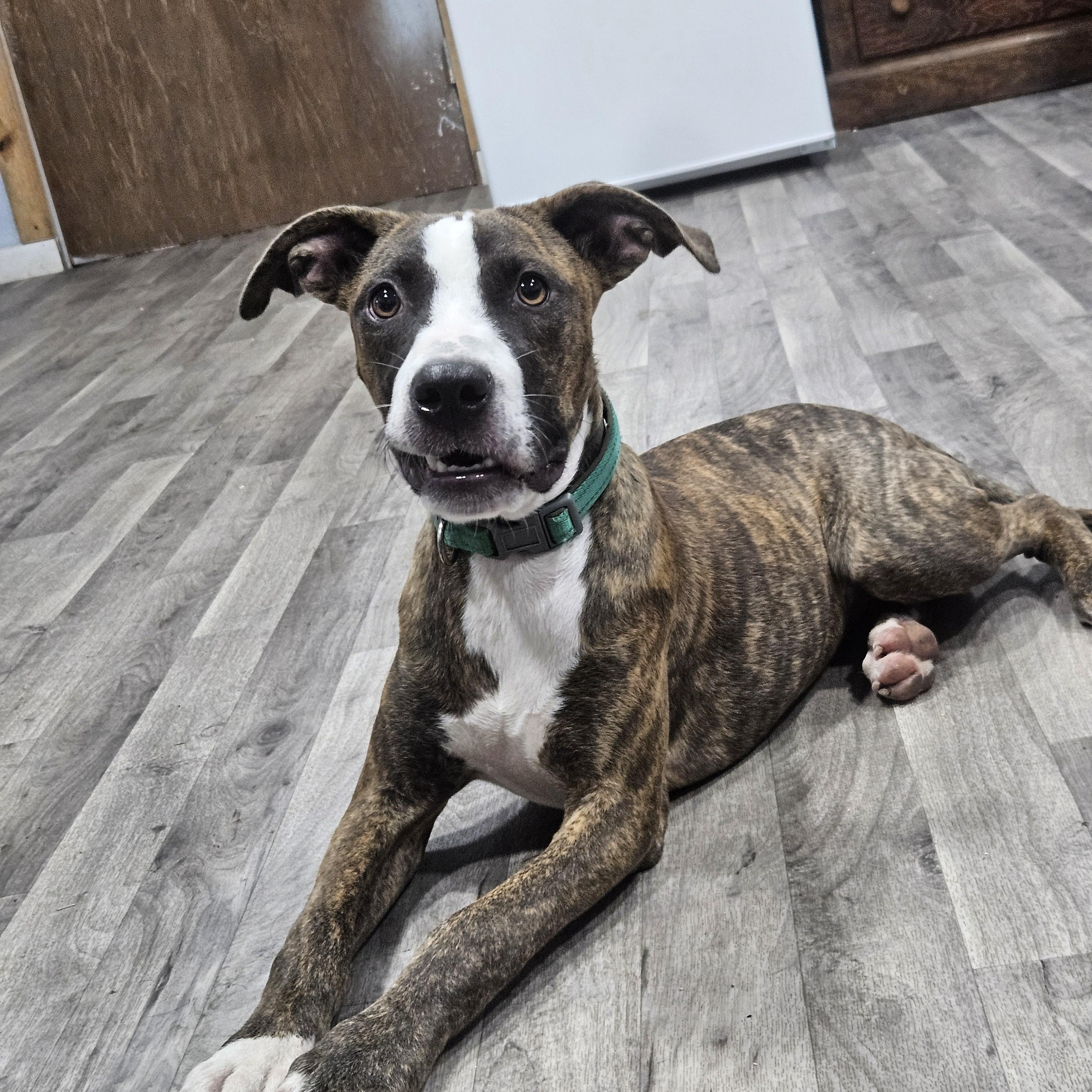 Enlarge Maple, a Adoptable Mixed Breed in Marshall, AR image 2/6