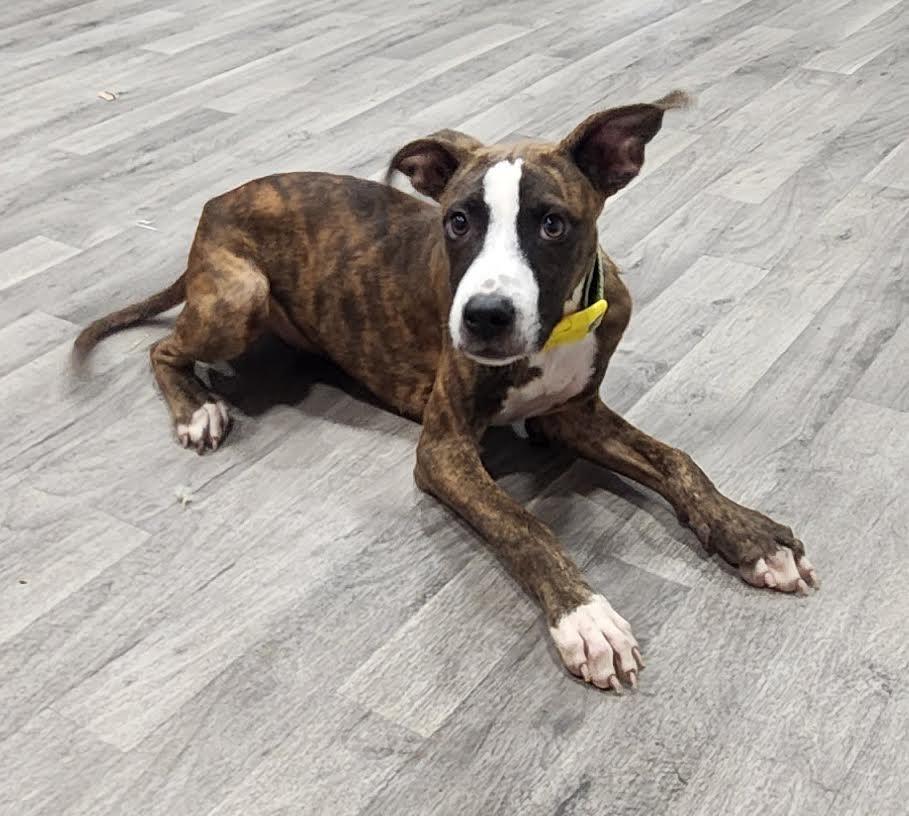 Enlarge Maple, a Adoptable Mixed Breed in Marshall, AR image 5/6