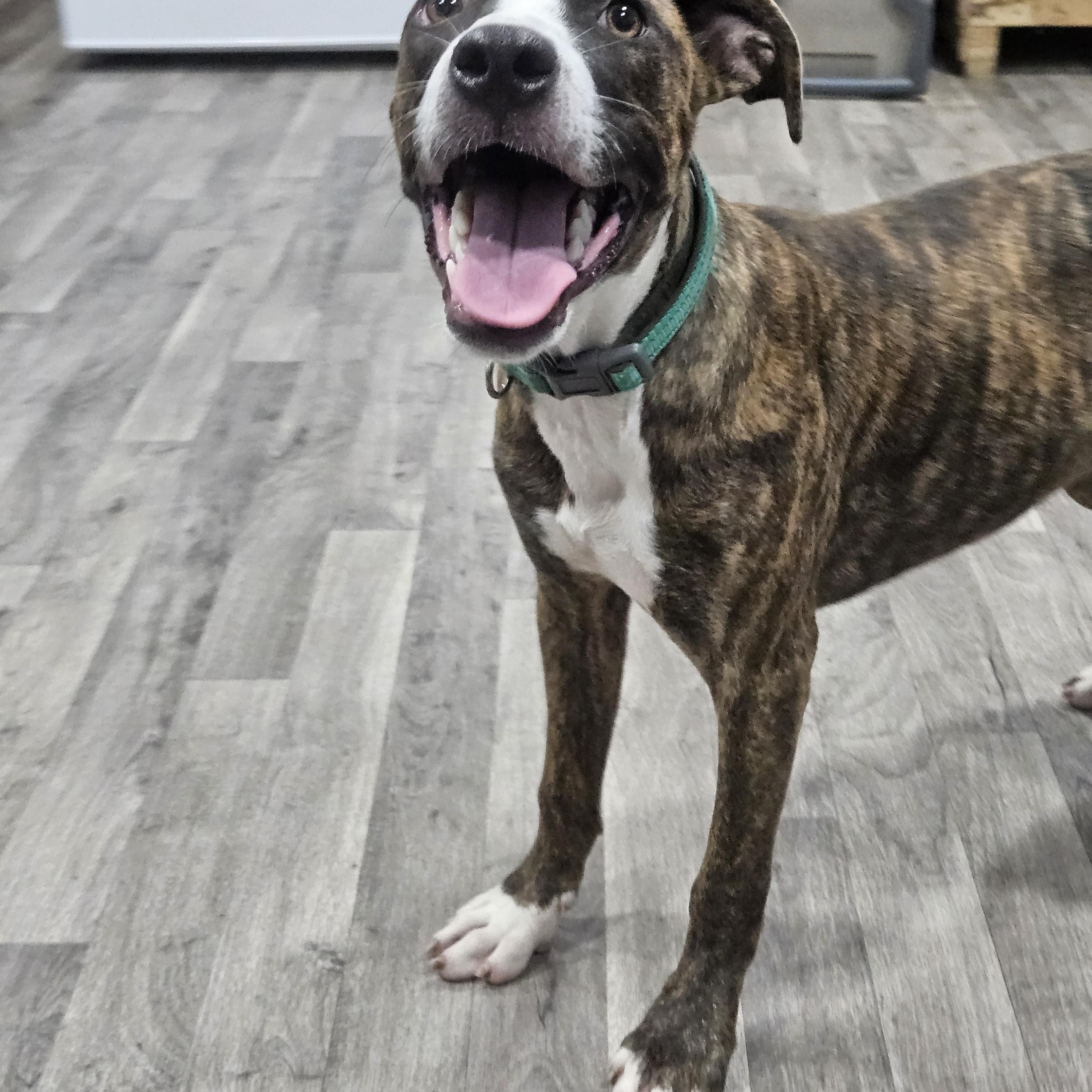 Enlarge Maple, a Adoptable Mixed Breed in Marshall, AR image 1/6