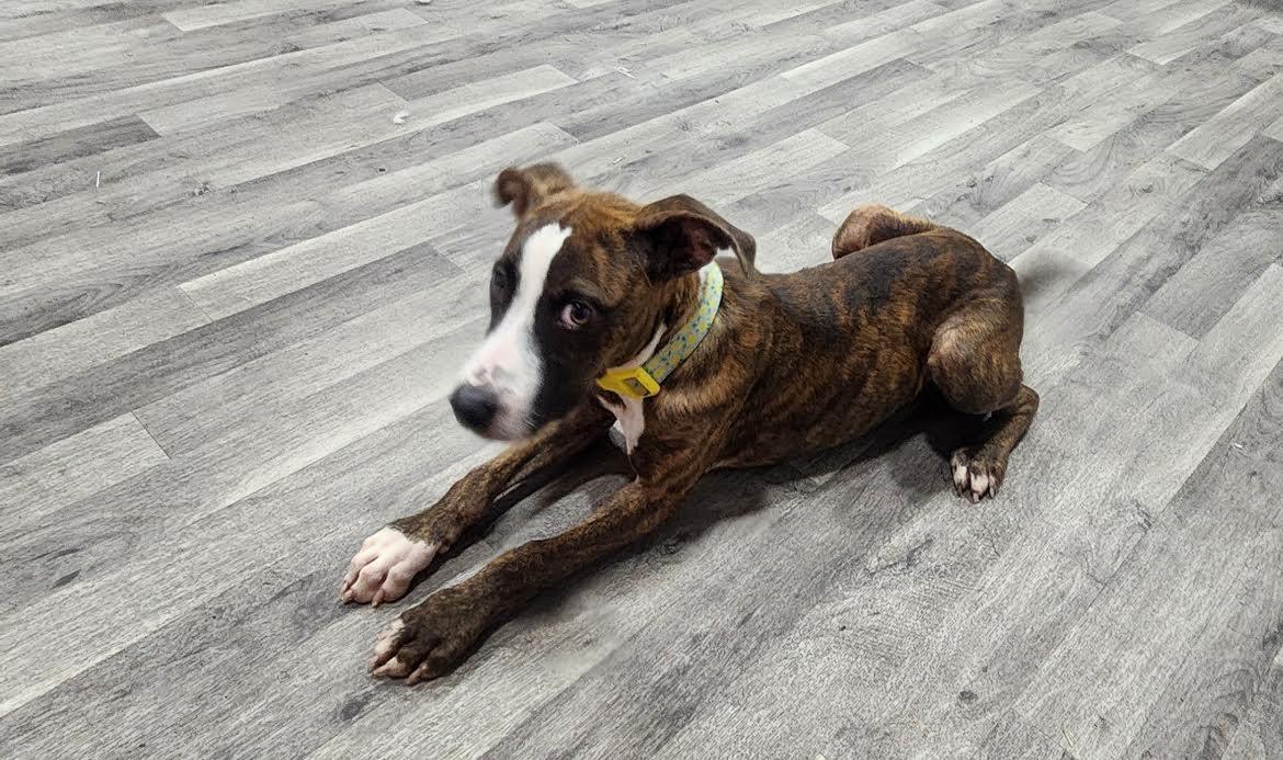 Enlarge Maple, a Adoptable Mixed Breed in Marshall, AR image 4/6