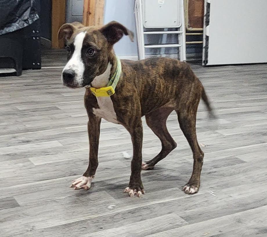 Enlarge Maple, a Adoptable Mixed Breed in Marshall, AR image 6/6