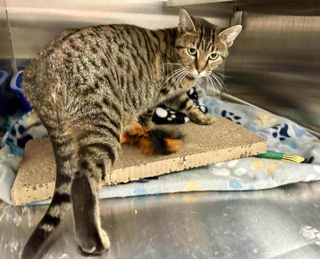 Wanda, Adoptable, Adult Female Domestic Short Hair.