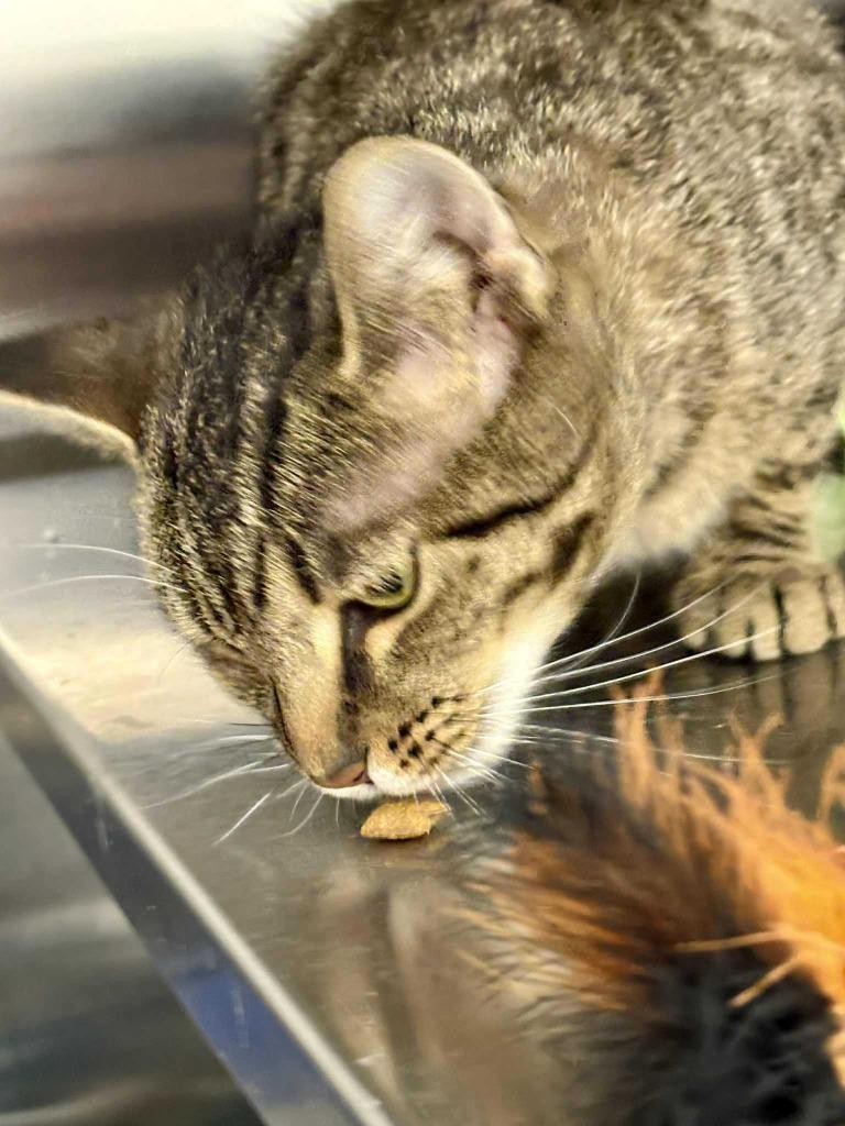 Wanda, a Adoptable mixed breed in New Kensington, PA image 2/5