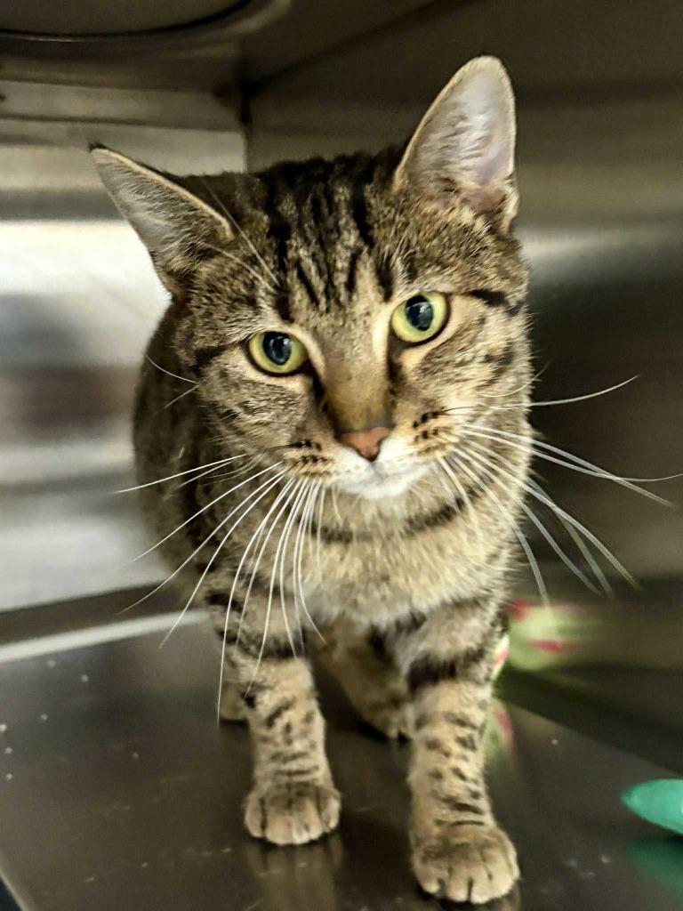 Wanda, a Adoptable mixed breed in New Kensington, PA image 4/5