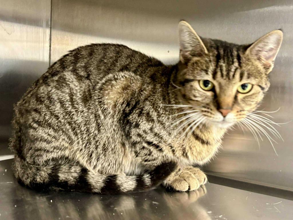 Wanda, a Adoptable mixed breed in New Kensington, PA image 5/5