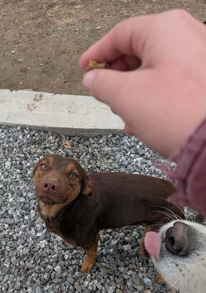 Charley, Adoptable, Young Male Shepherd.