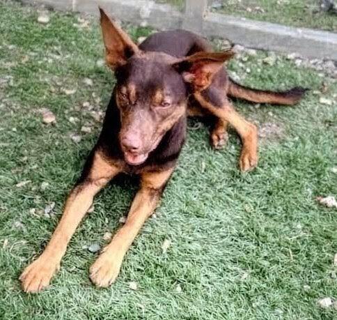 Charley, Adoptable, Young Male Shepherd.