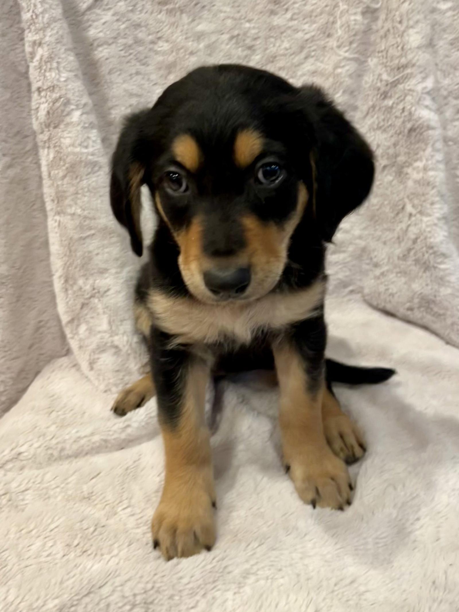 Tempest, Adopted, Puppy Female Golden Retriever & Shepherd.
