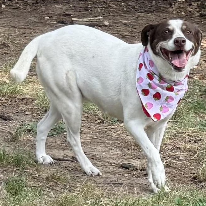 Enlarge Princess, a Adoptable mixed breed in Liverpool, TX image 6/6