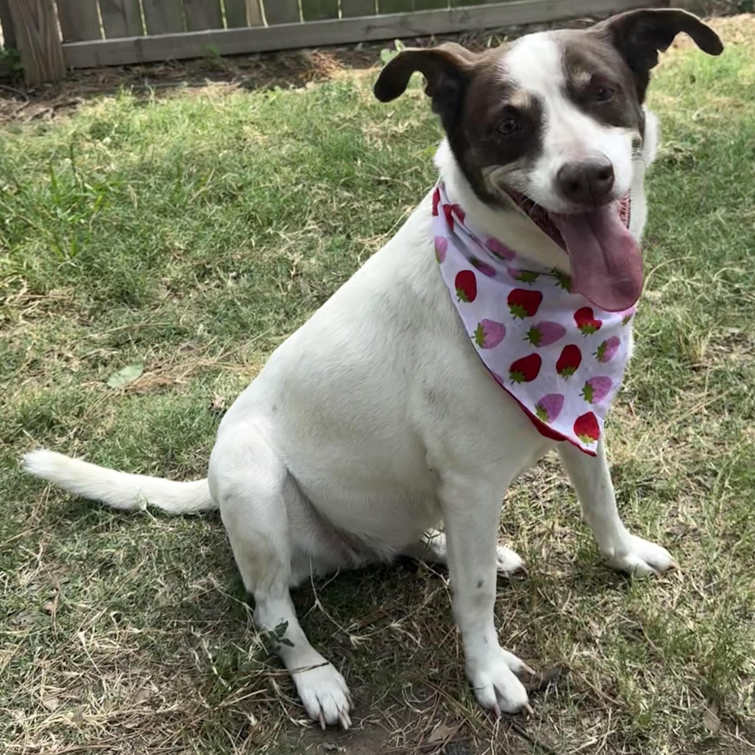 Enlarge Princess, a Adoptable mixed breed in Liverpool, TX image 4/6
