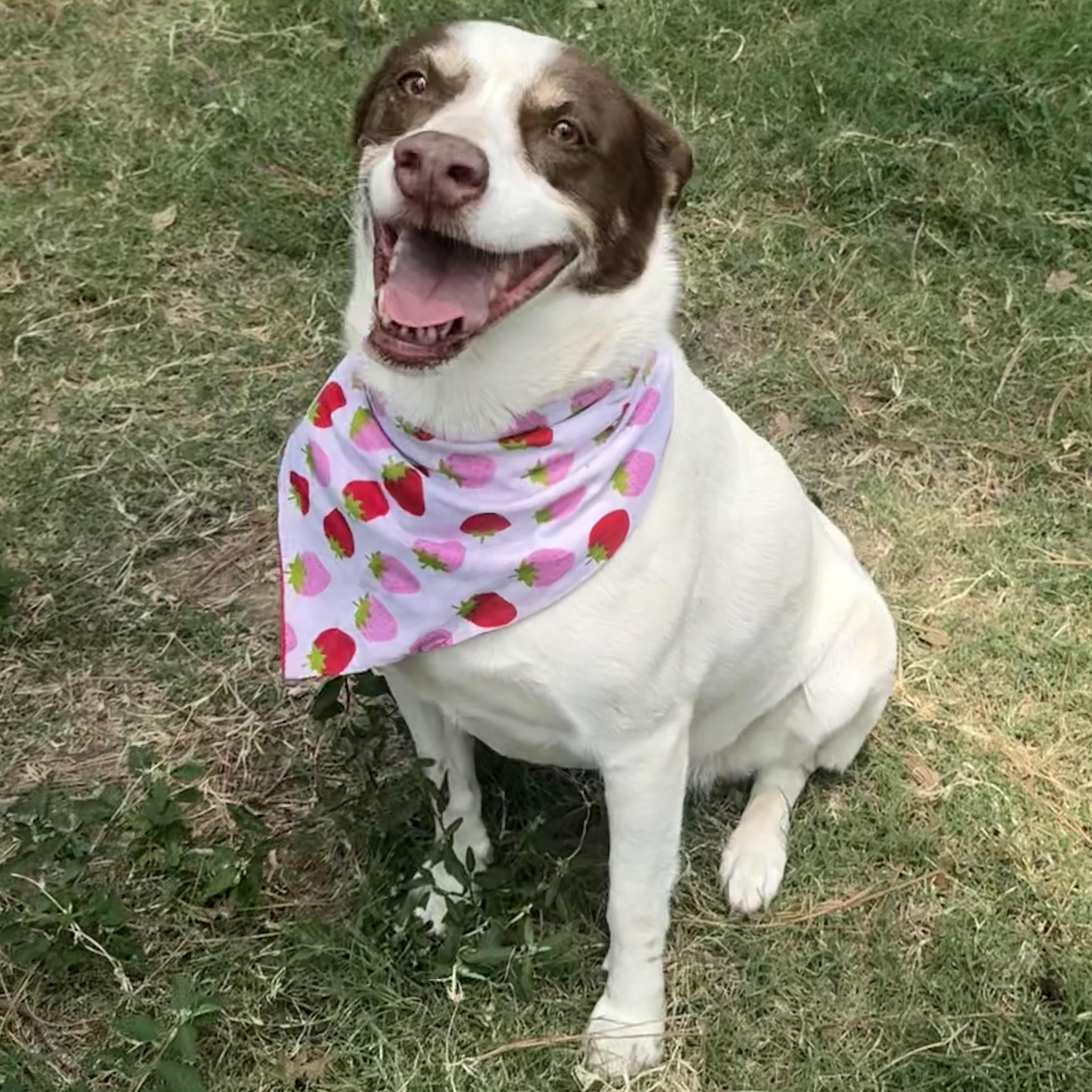 Enlarge Princess, a Adoptable mixed breed in Liverpool, TX image 5/6