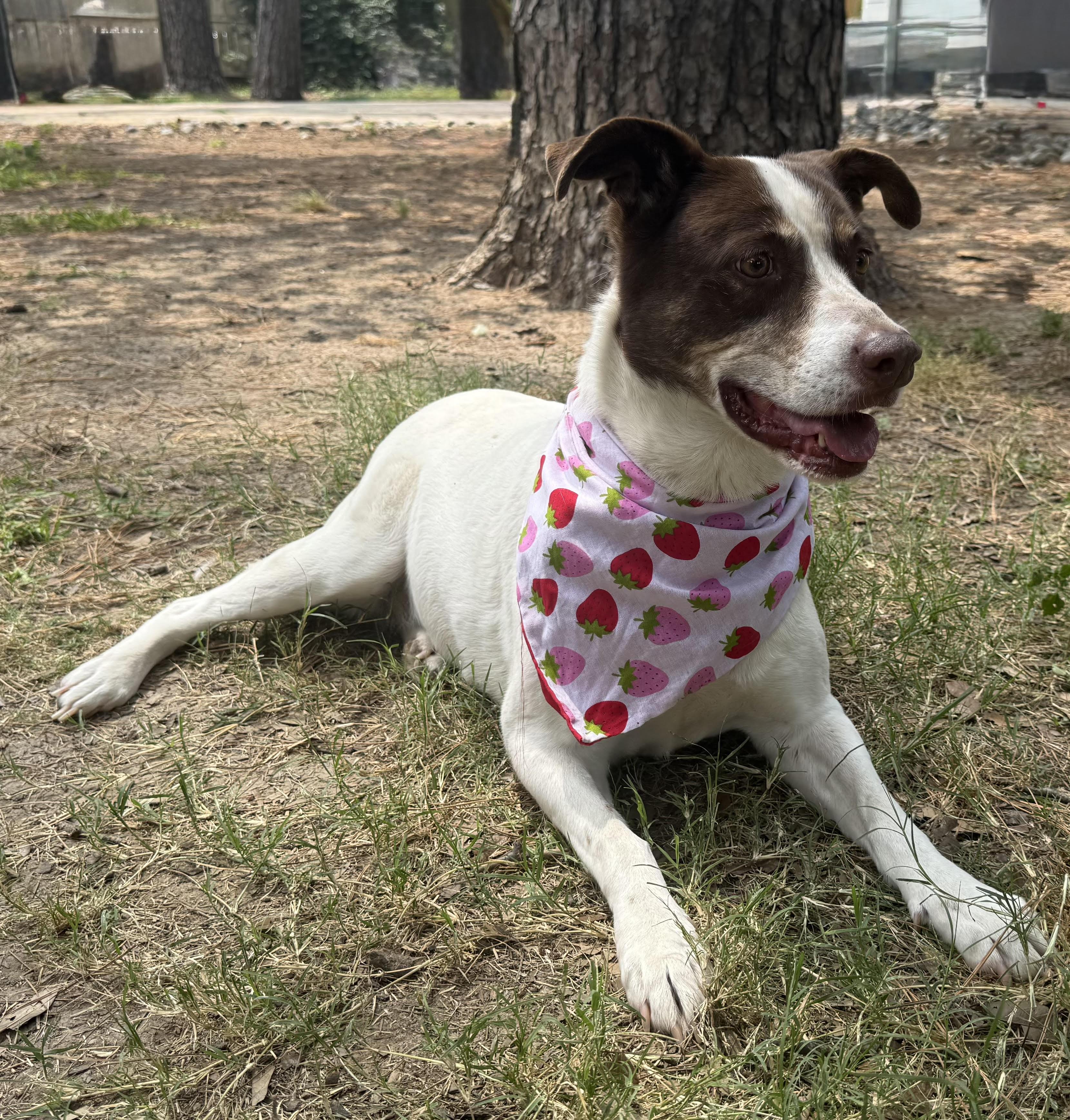 Enlarge Princess, a Adoptable mixed breed in Liverpool, TX image 1/6