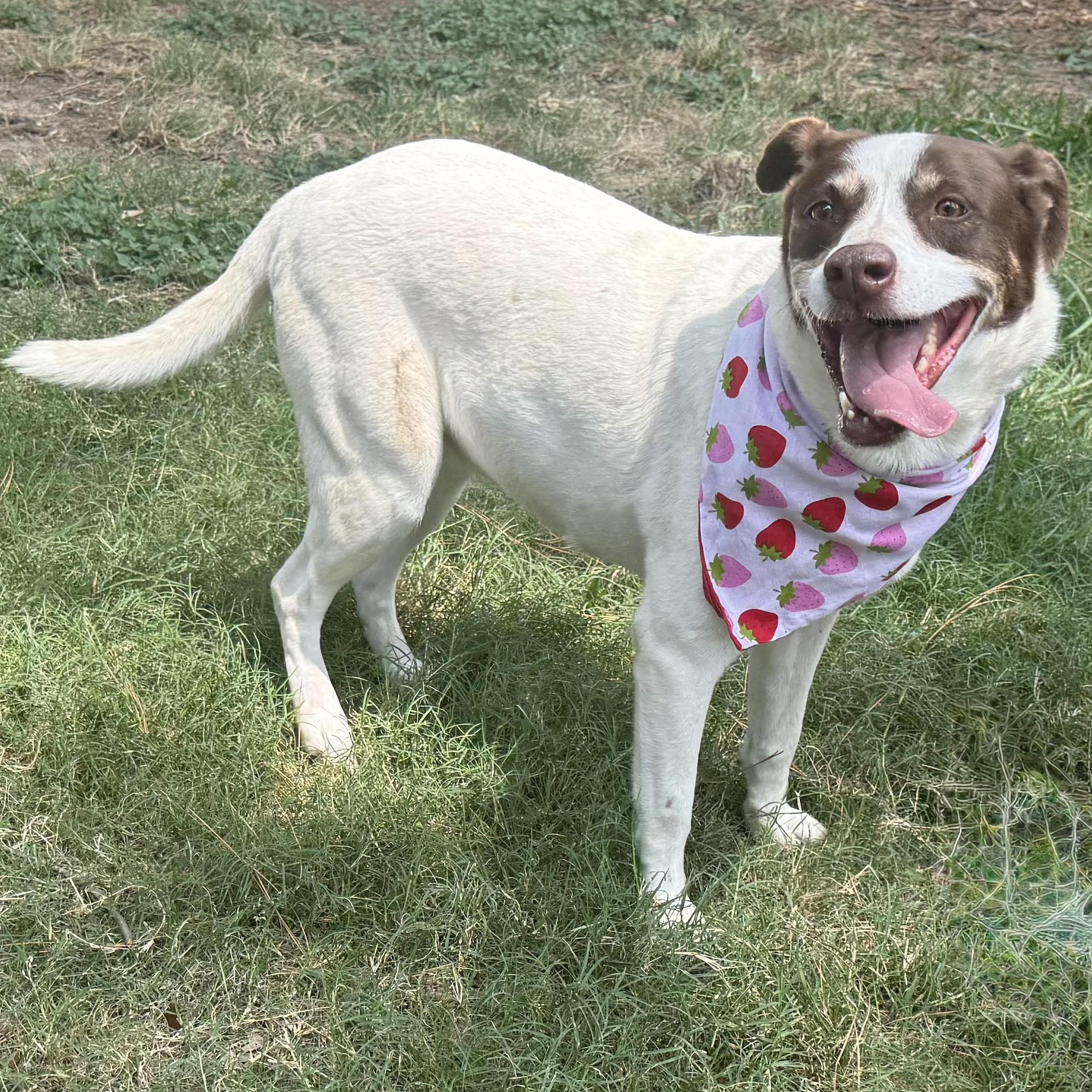 Enlarge Princess, a Adoptable mixed breed in Liverpool, TX image 3/6